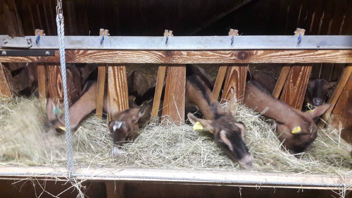 IMG_0626 | Ferme Steinmauer Les animaux de la ferme sont au chaud !!! Audincourt 2