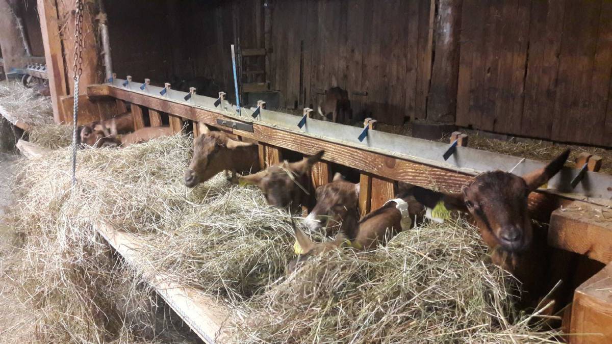 IMG_0627 | Ferme Steinmauer Les animaux de la ferme sont au chaud !!! Montbéliard 3